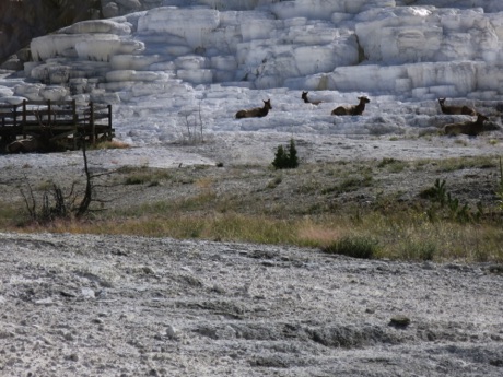 elk, Mammoth Hot Springs, bull is hiding by walk on left